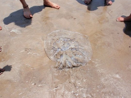 The dead jellyfish